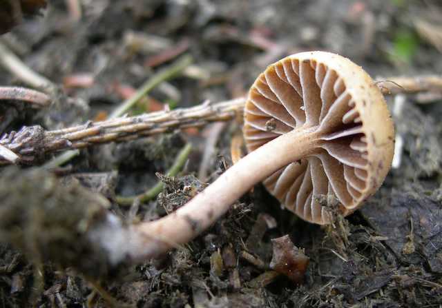 Una peziza nel sacco e altre specie primaverili